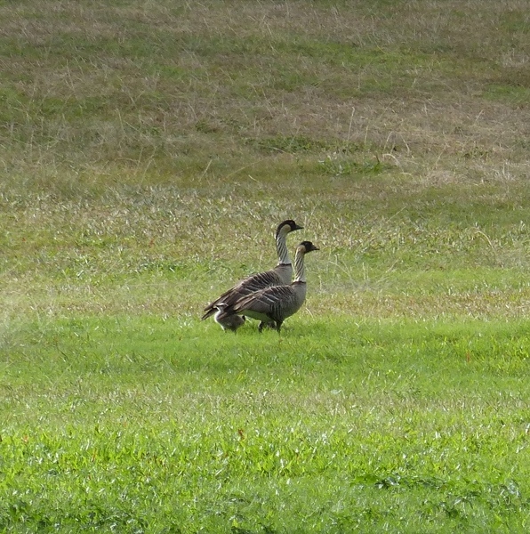 Nene family